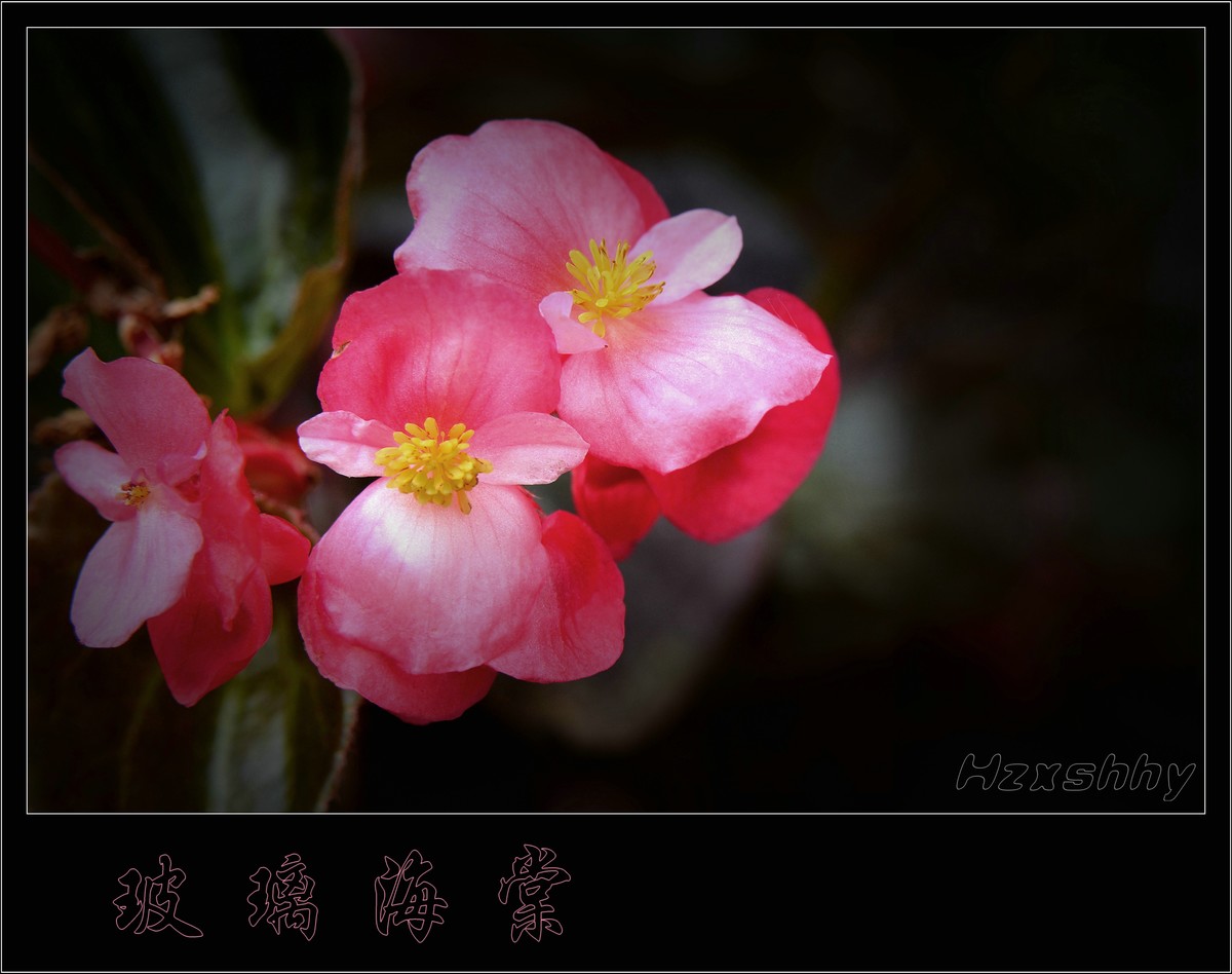 玻璃海棠（2024190）