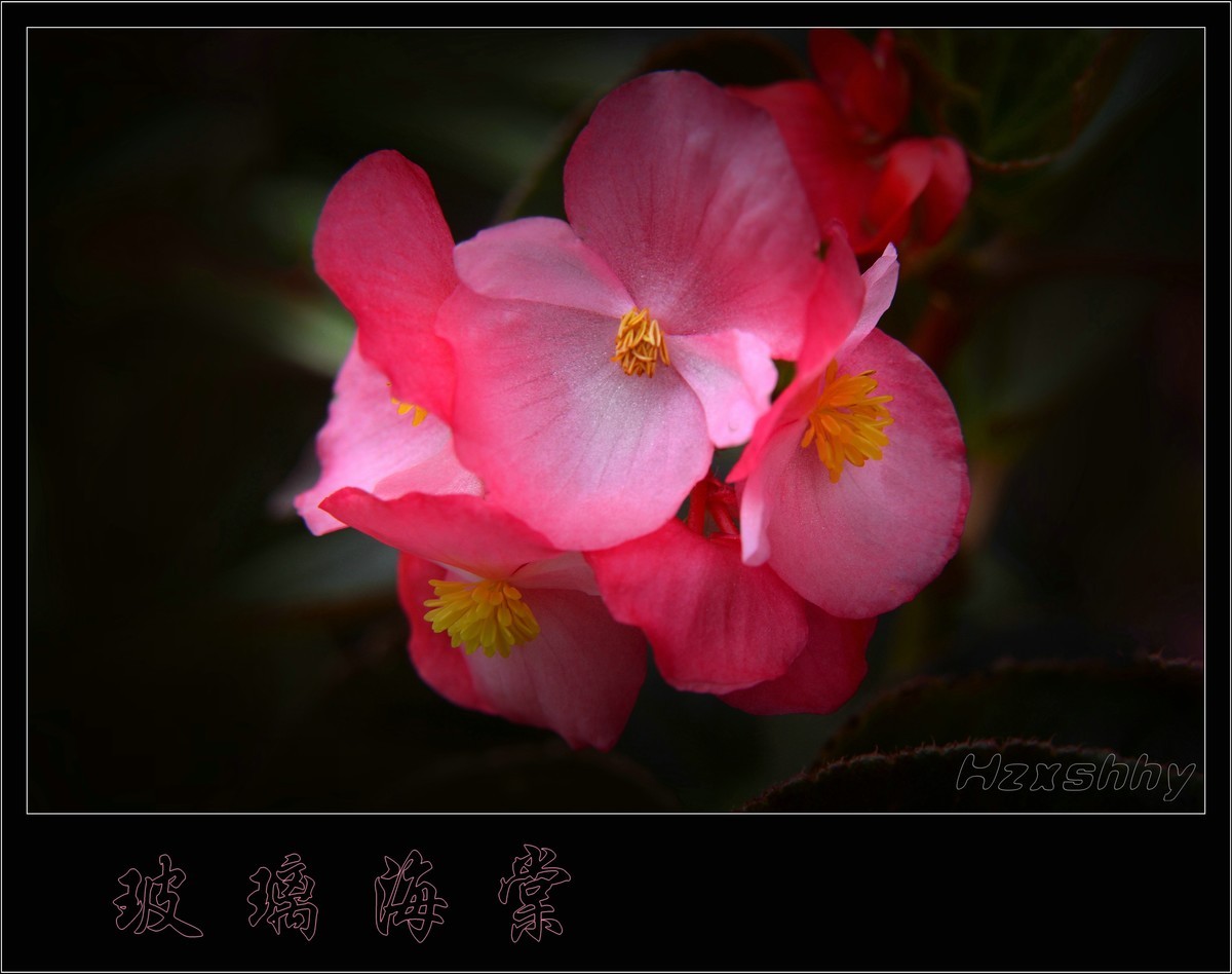 玻璃海棠（2024190）