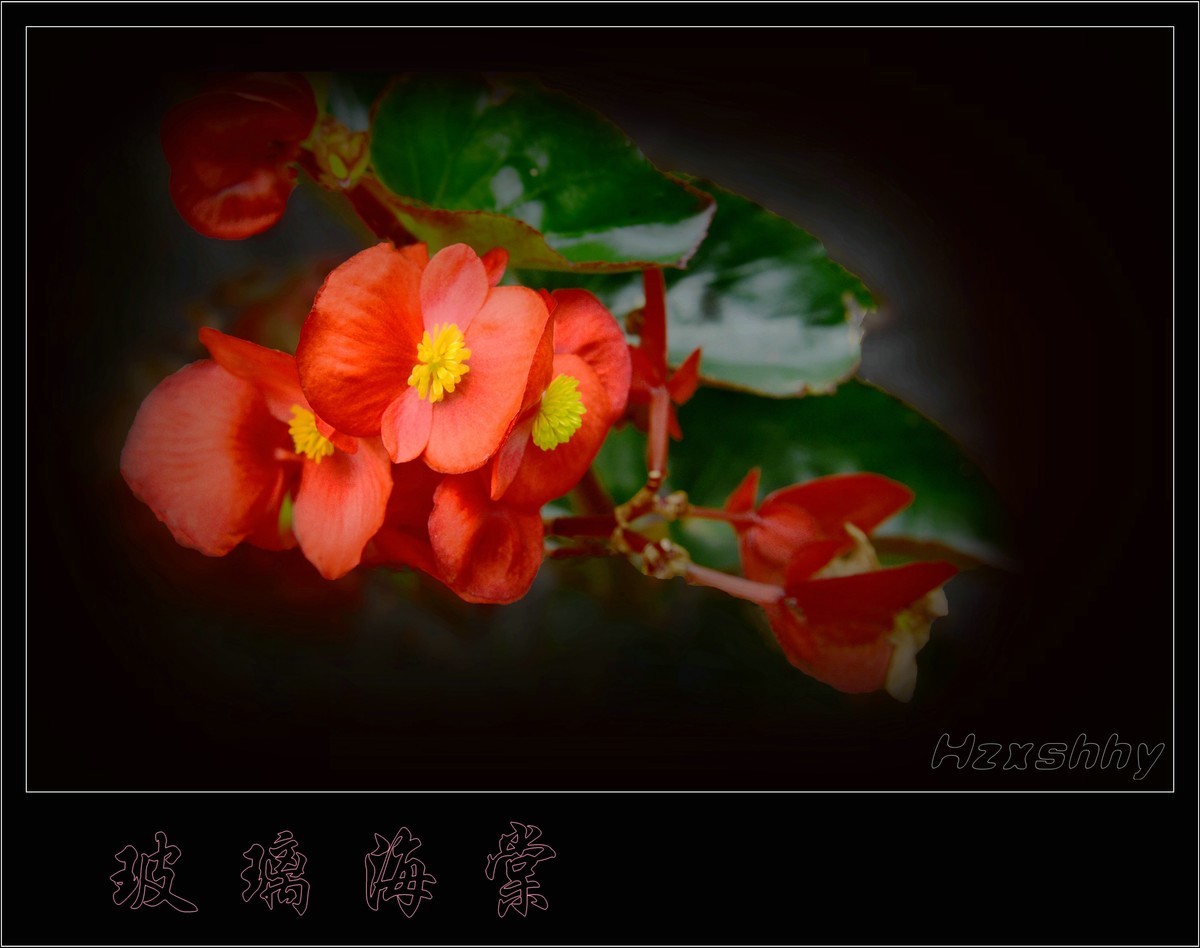 玻璃海棠（2024190）