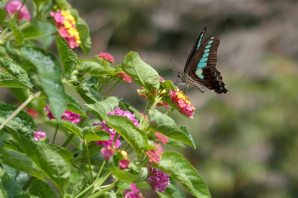 蝴蝶和透翅天蛾（奥林巴斯卡片机拍摄）