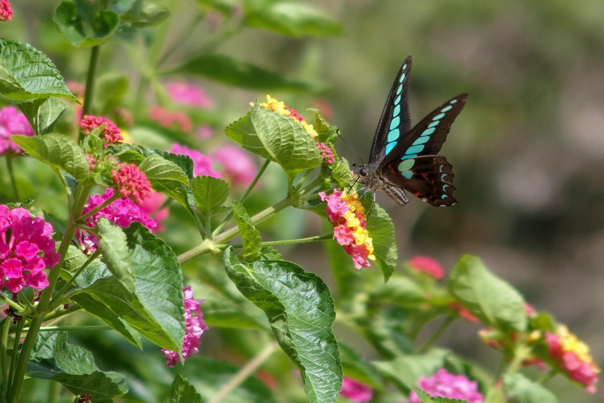 蝴蝶和透翅天蛾（奥林巴斯卡片机拍摄）
