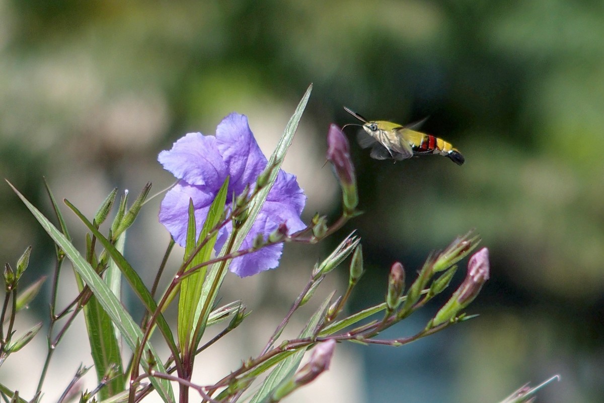 蝴蝶和透翅天蛾（奥林巴斯卡片机拍摄）