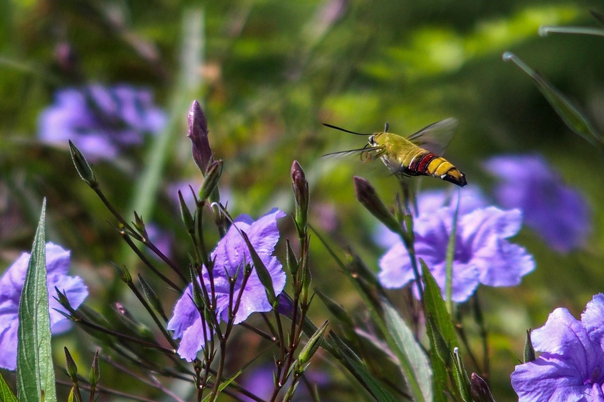 蝴蝶和透翅天蛾（奥林巴斯卡片机拍摄）