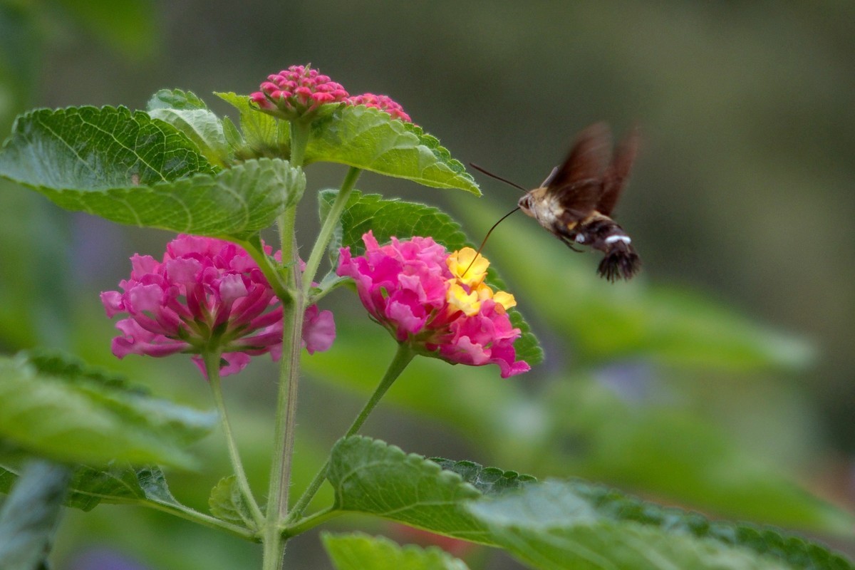 蝴蝶和透翅天蛾（奥林巴斯卡片机拍摄）