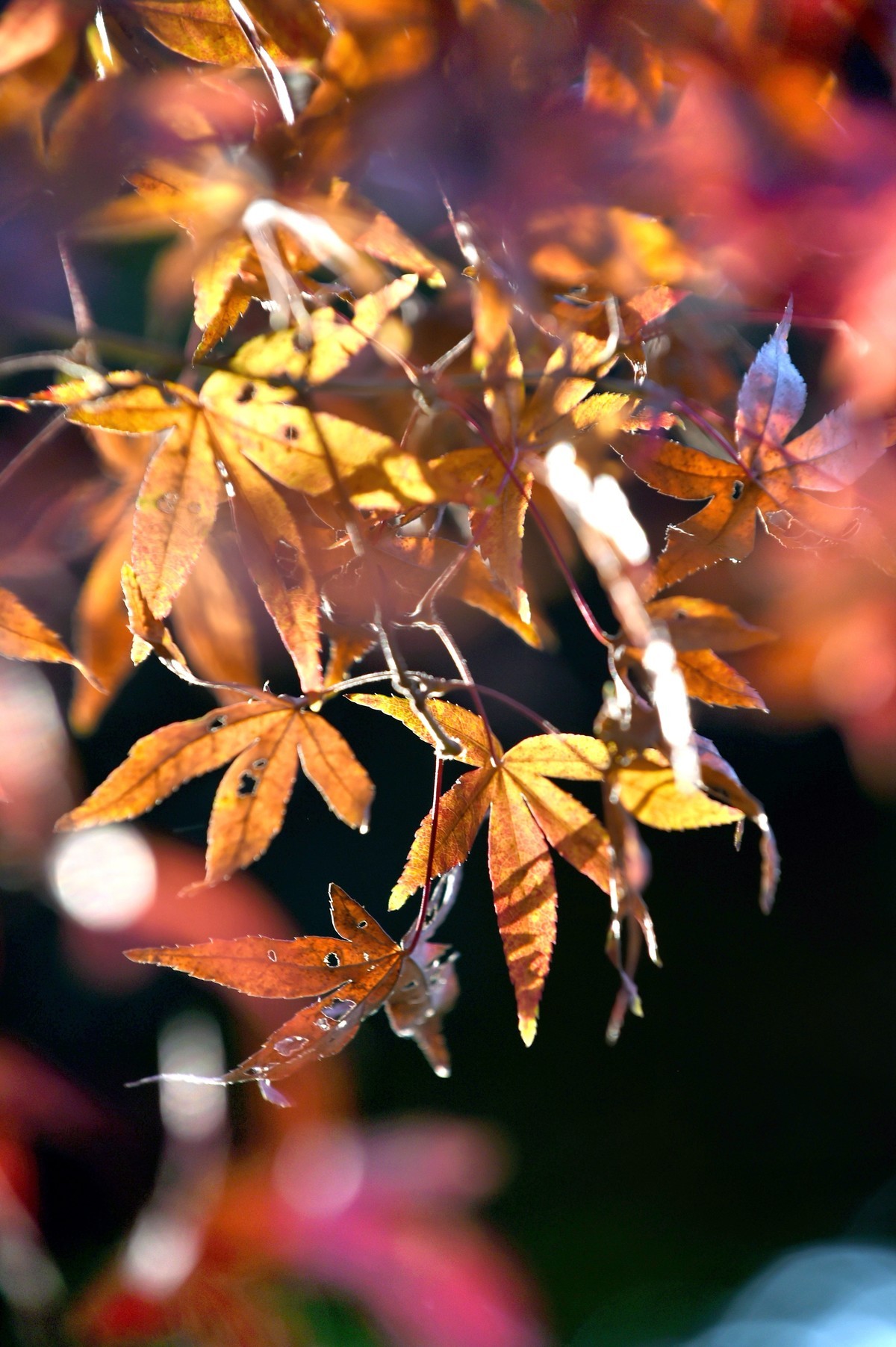 【图集】枫情万种