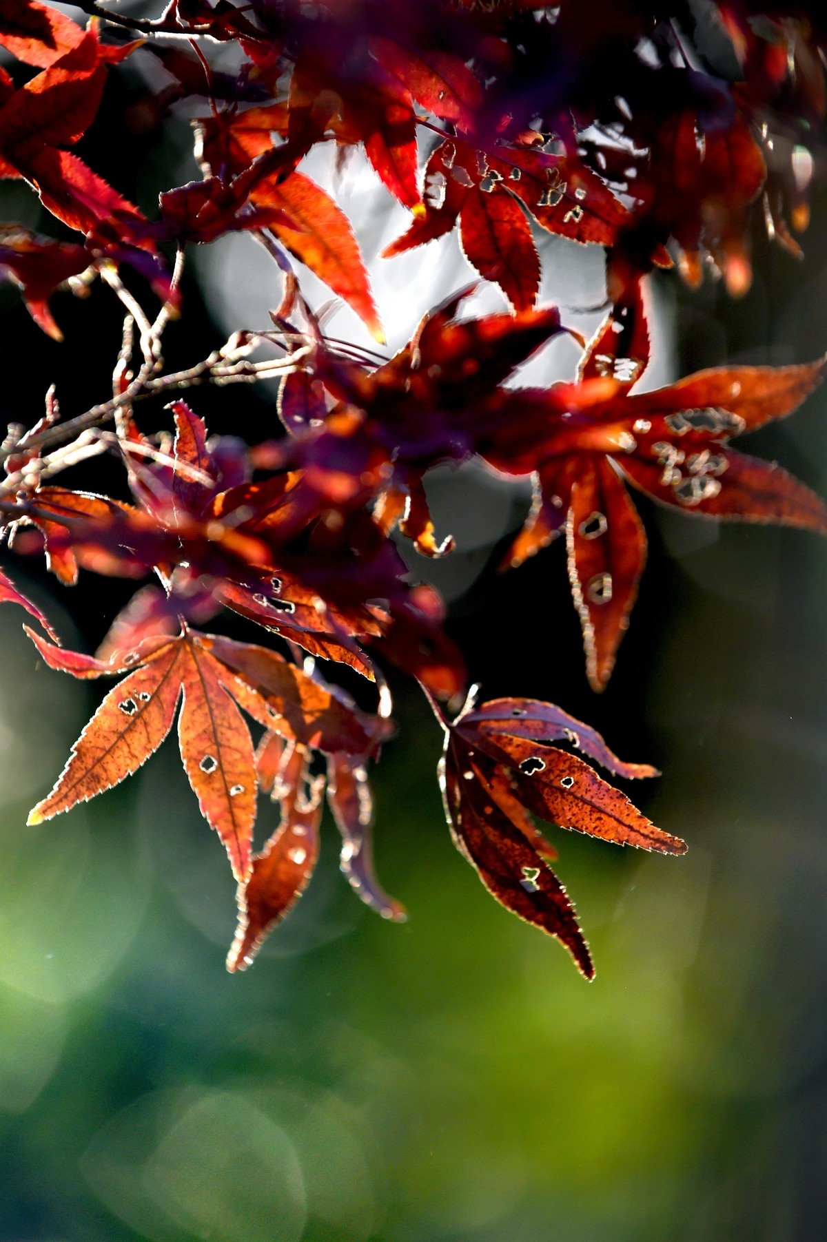 【图集】枫情万种