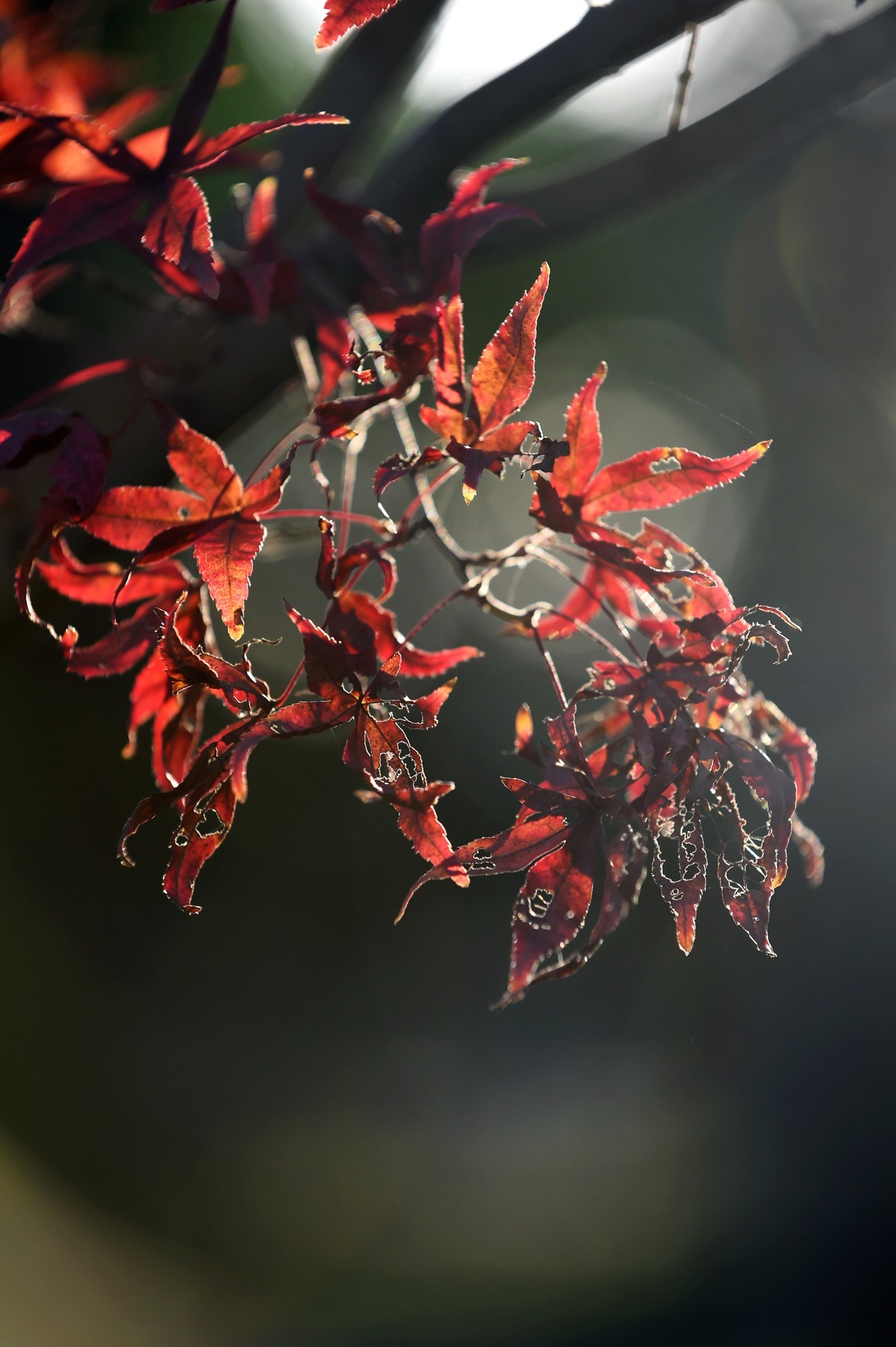 【图集】枫情万种