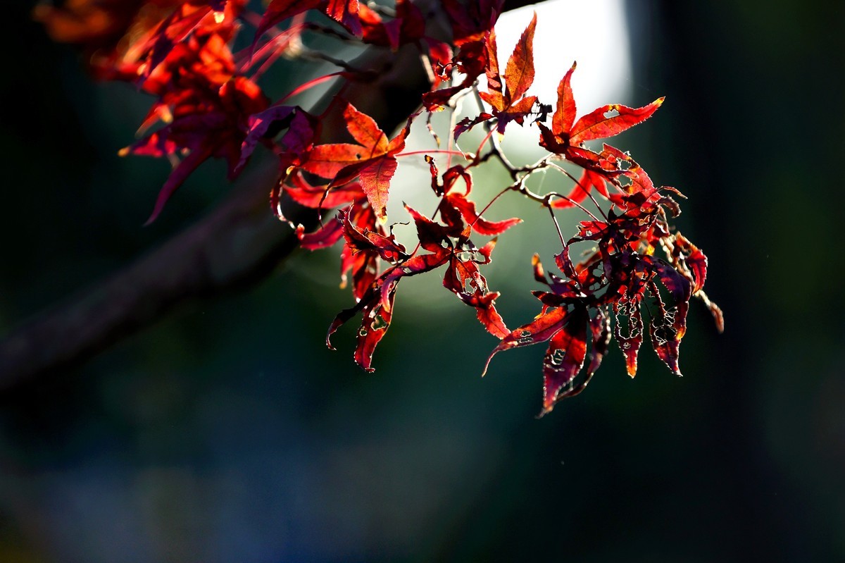 【图集】枫情万种