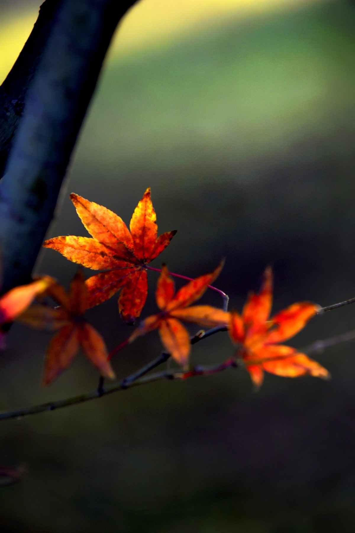 【图集】枫情万种