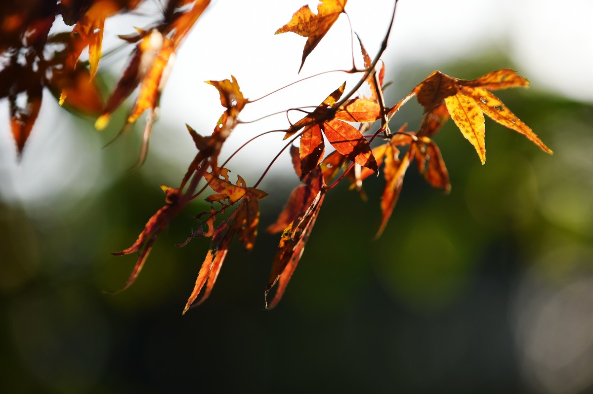 【图集】枫情万种