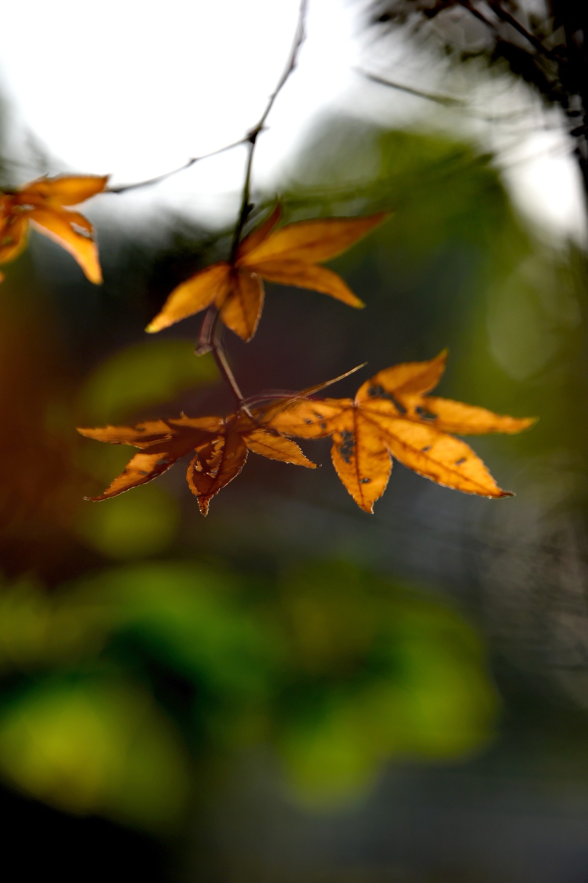 【图集】枫情万种