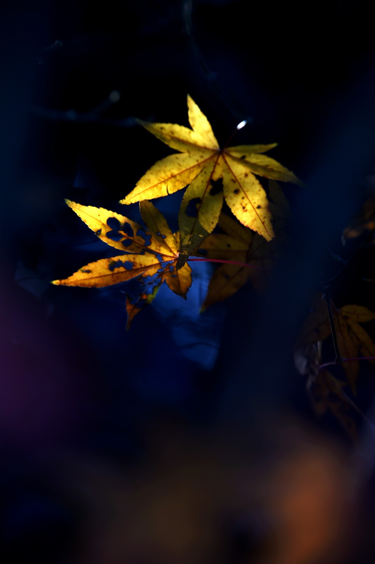 【图集】枫情万种