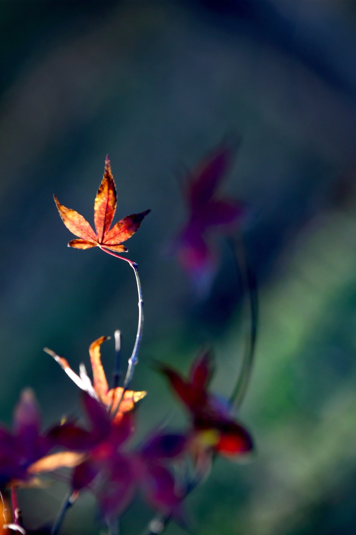 【图集】枫情万种