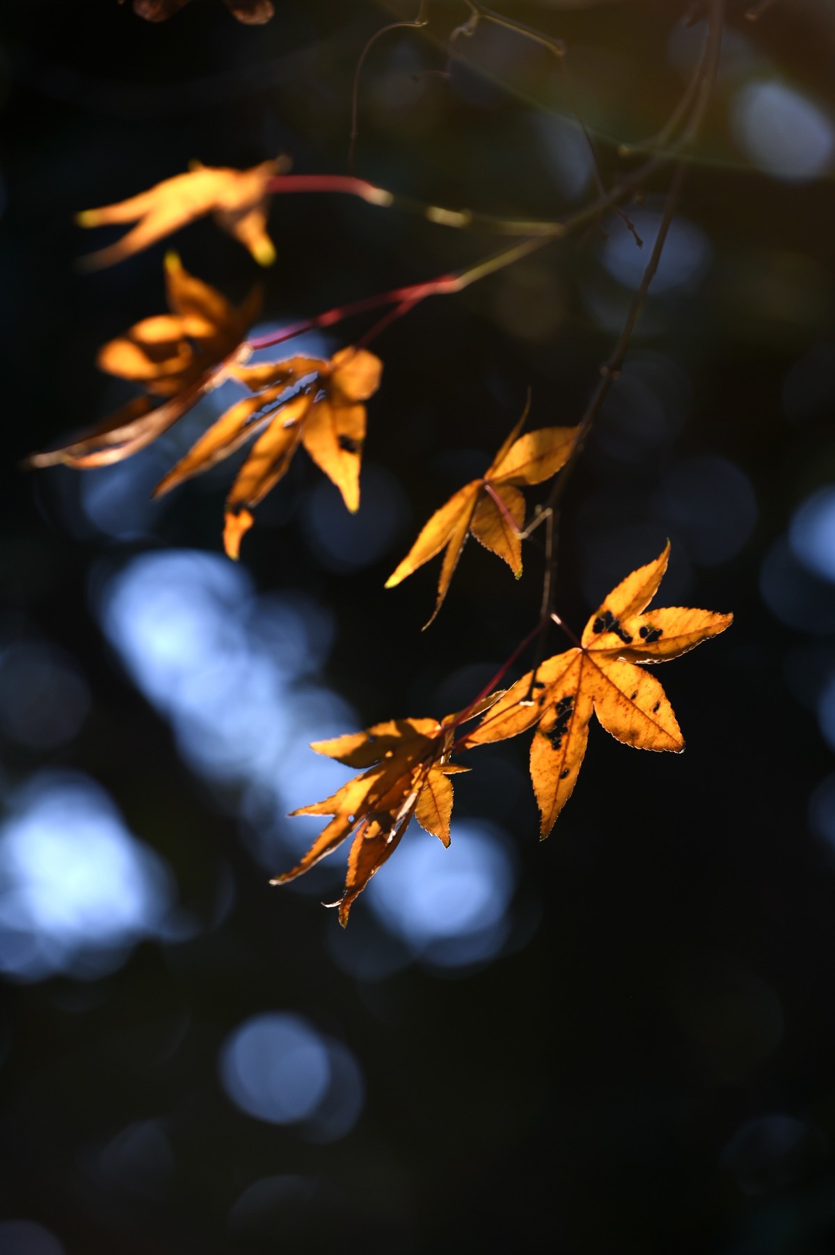 【图集】枫情万种