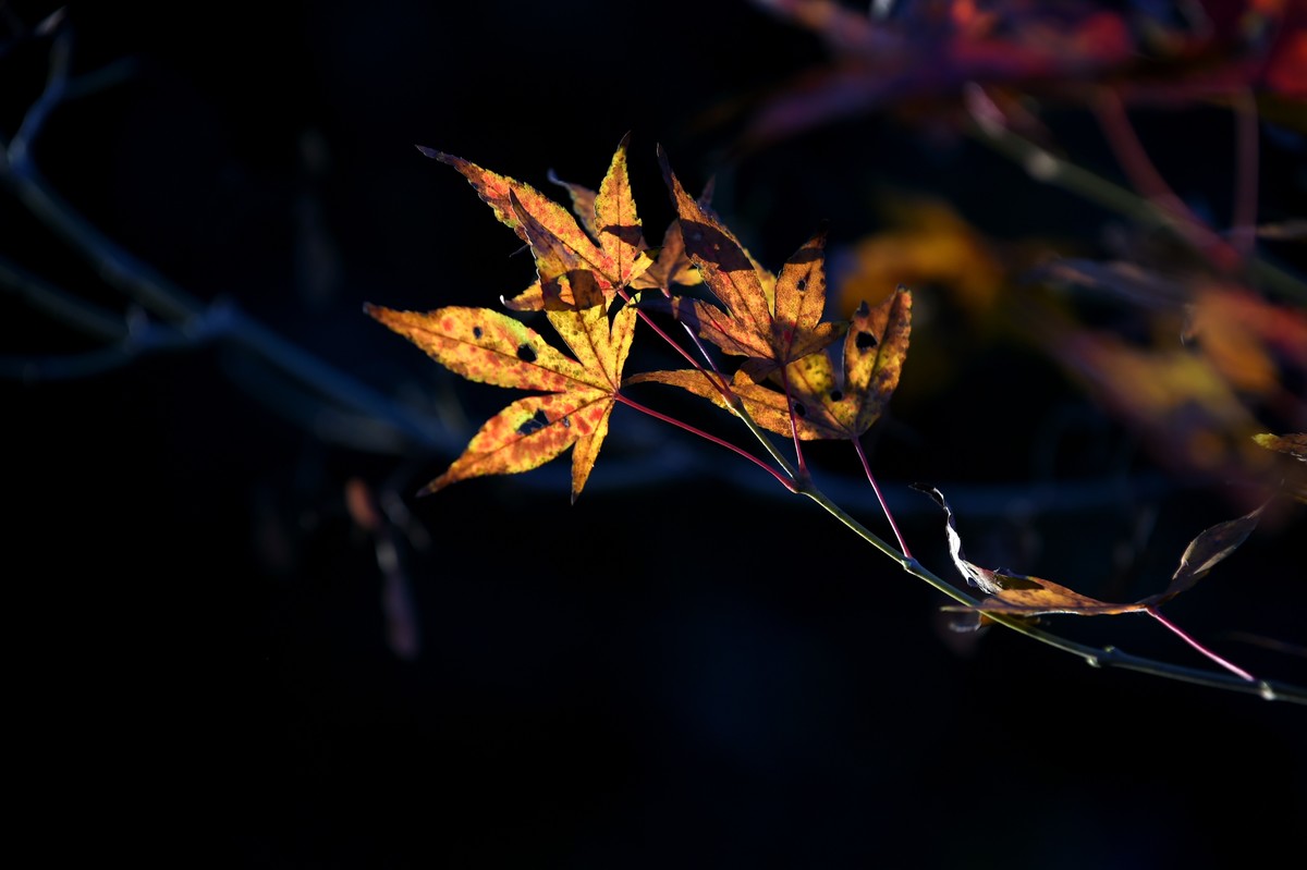 【图集】枫情万种