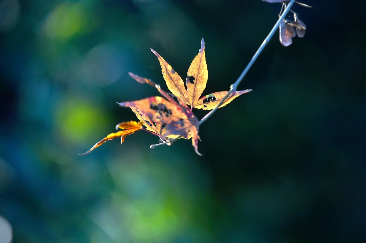【图集】枫情万种