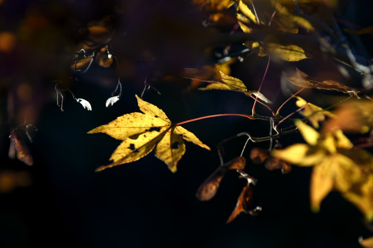 【图集】枫情万种