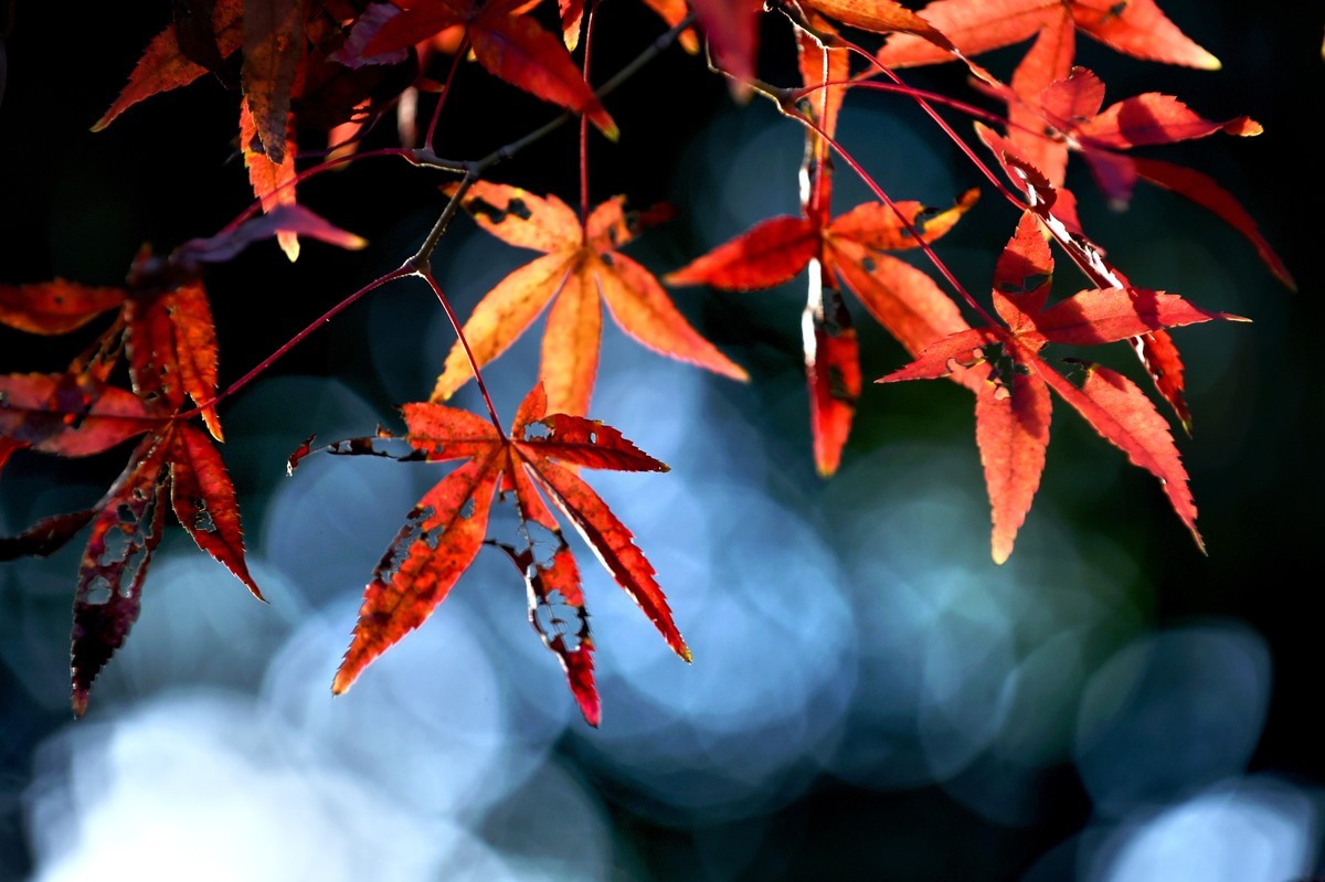 【图集】枫情万种