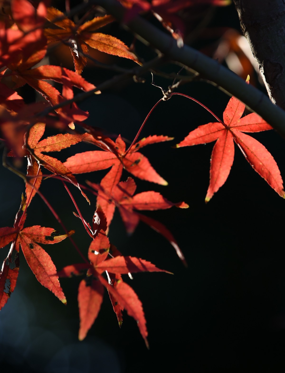 【图集】枫情万种