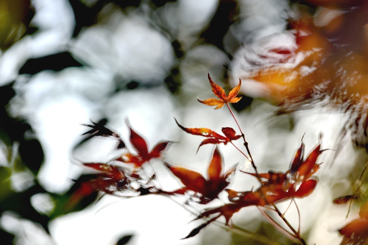 【图集】枫情万种