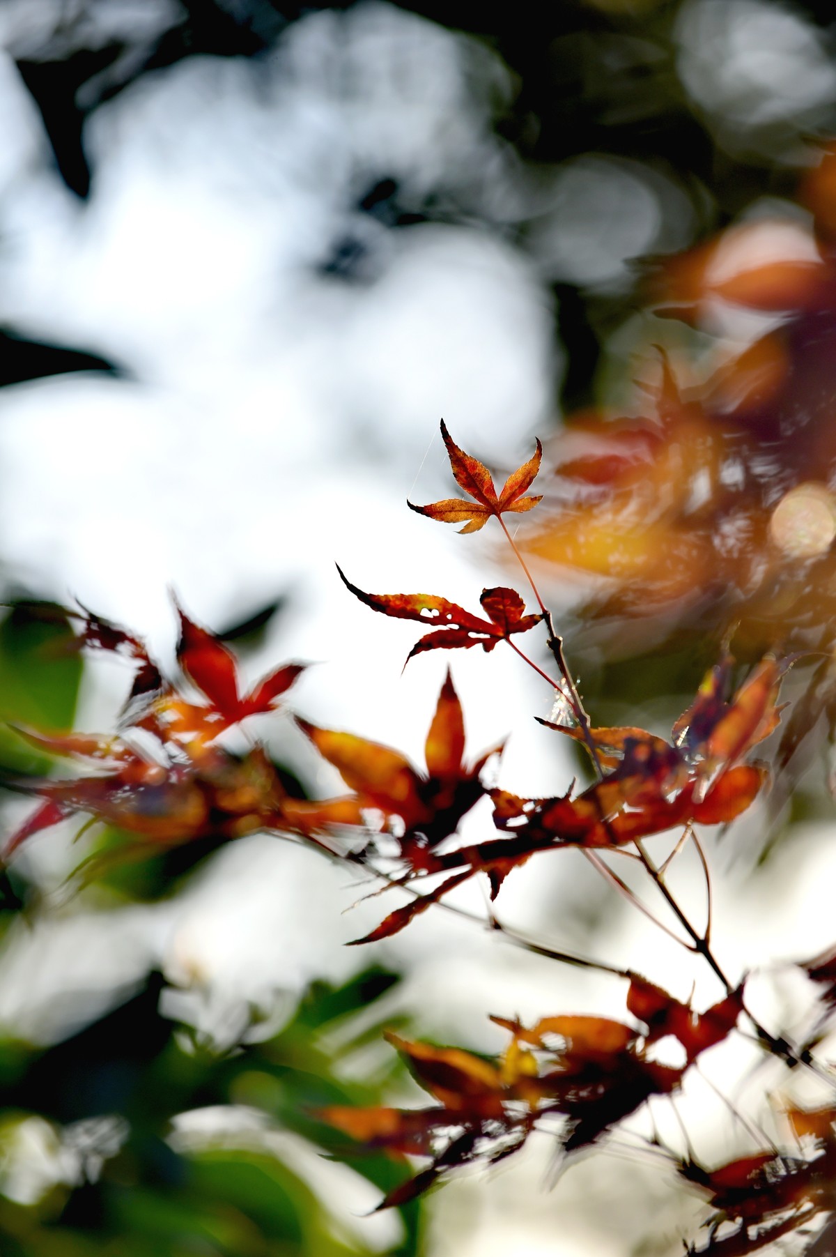 【图集】枫情万种