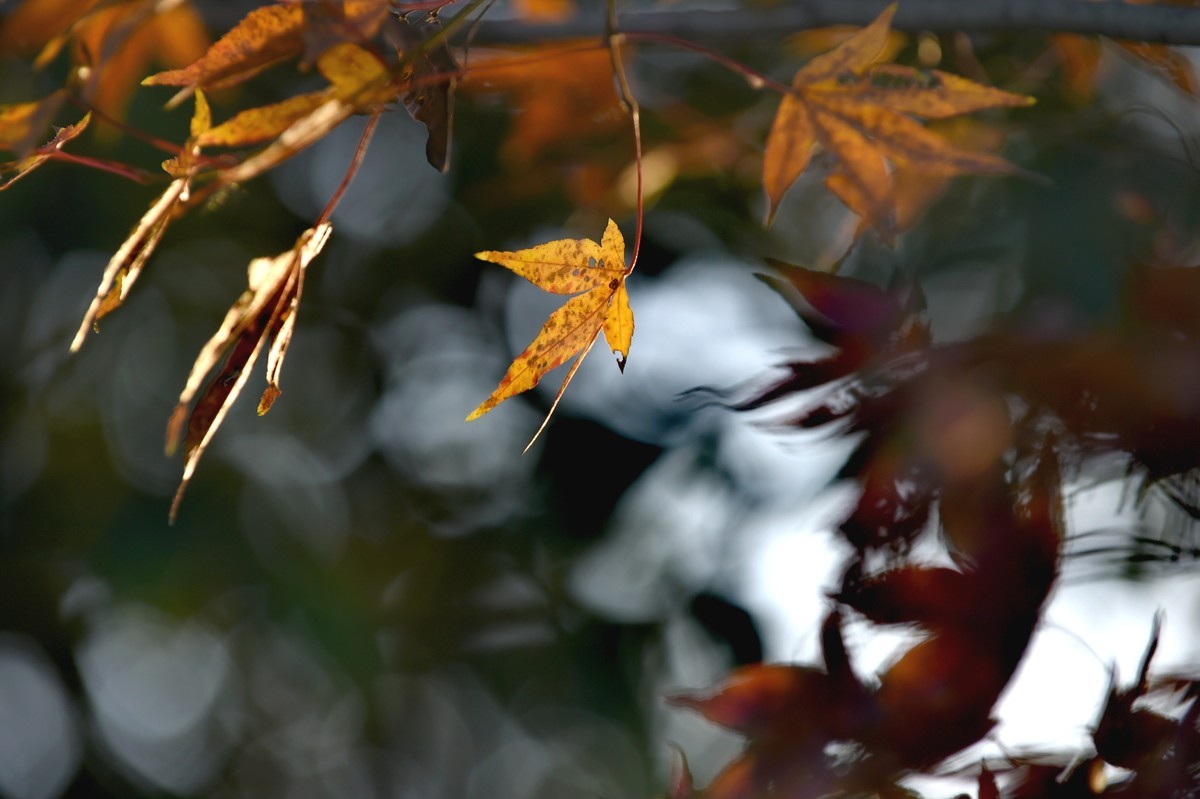 【图集】枫情万种