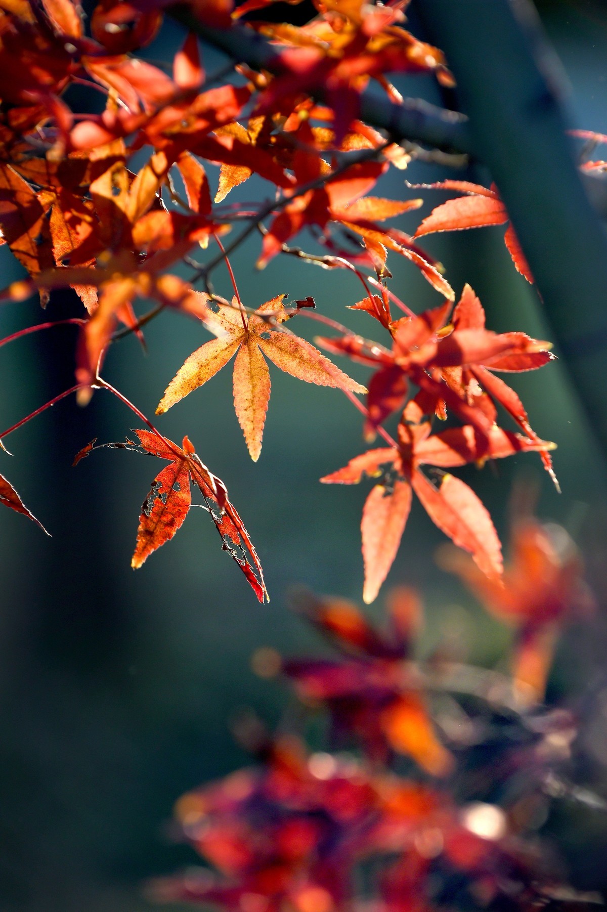 【图集】枫情万种