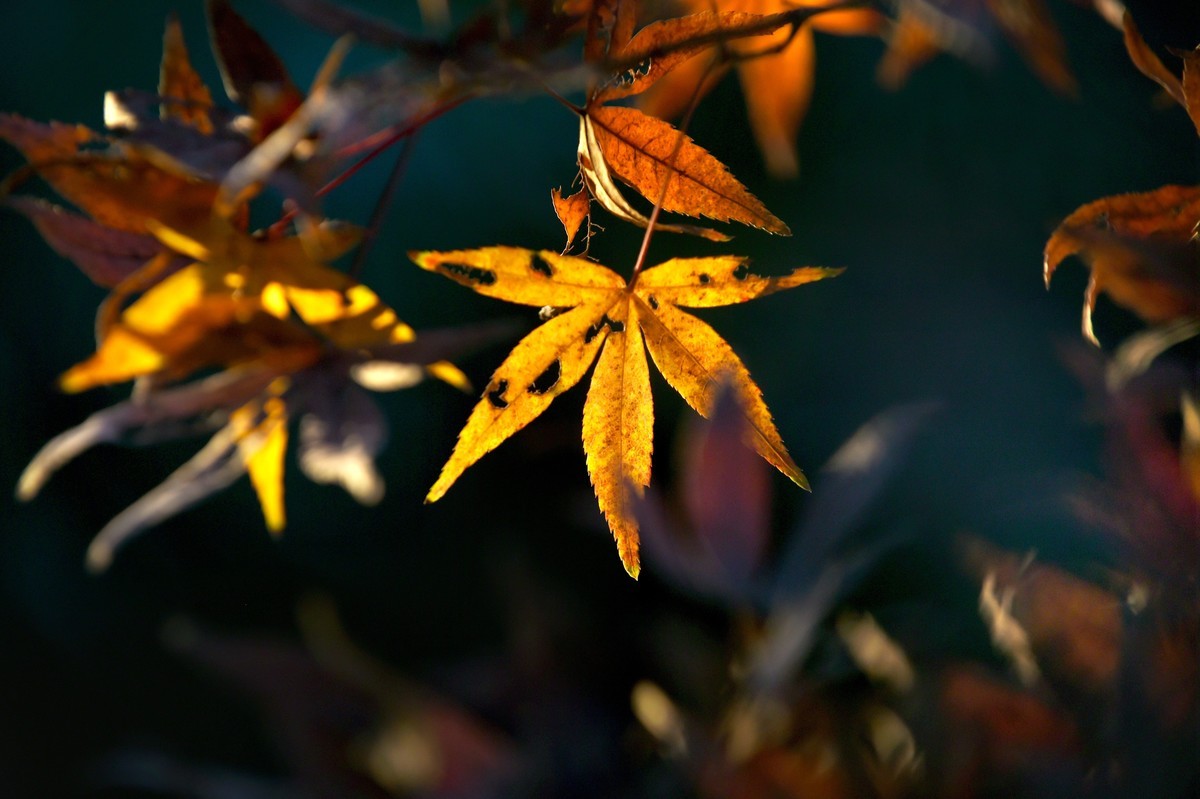 【图集】枫情万种