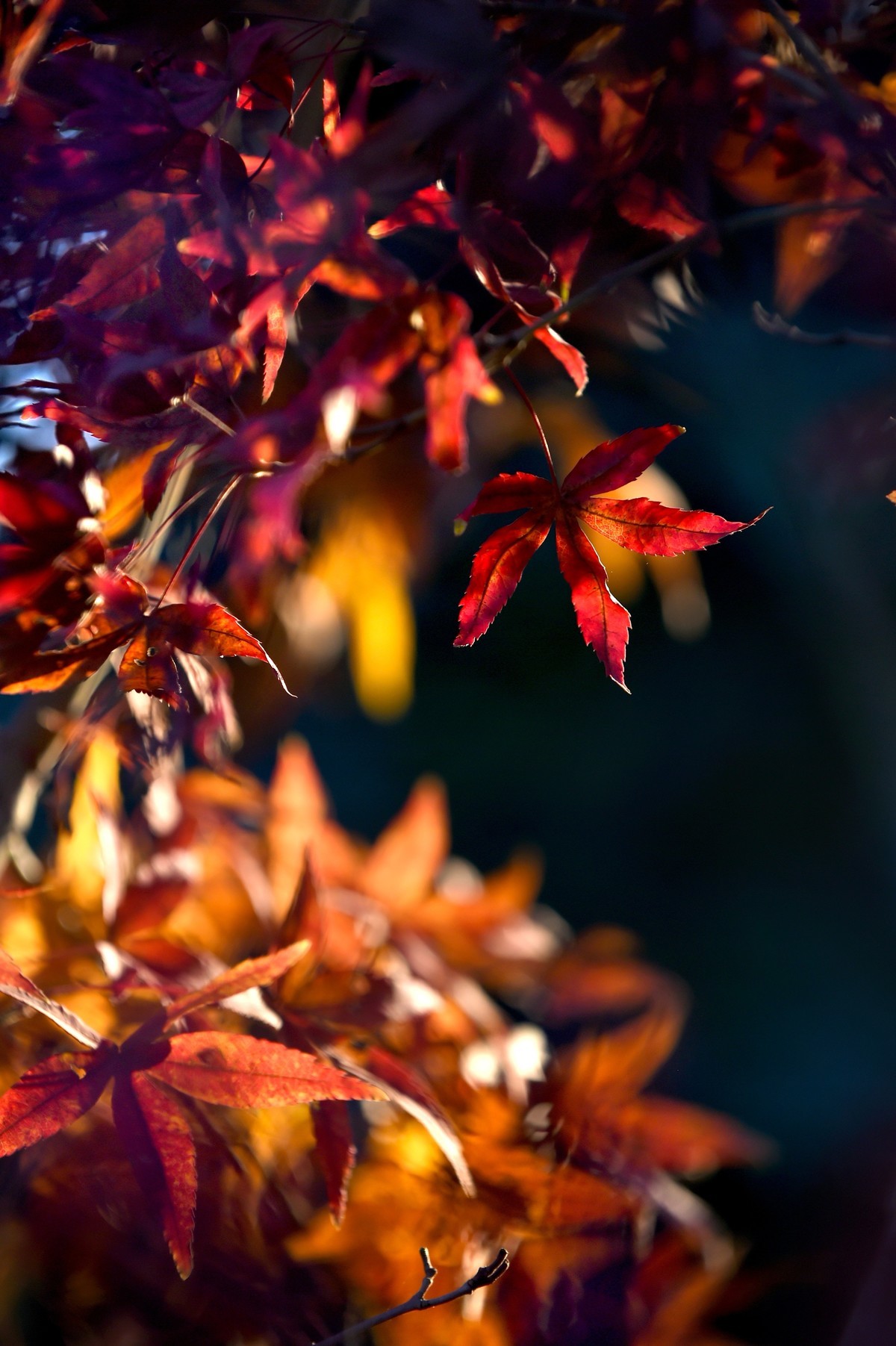 【图集】枫情万种