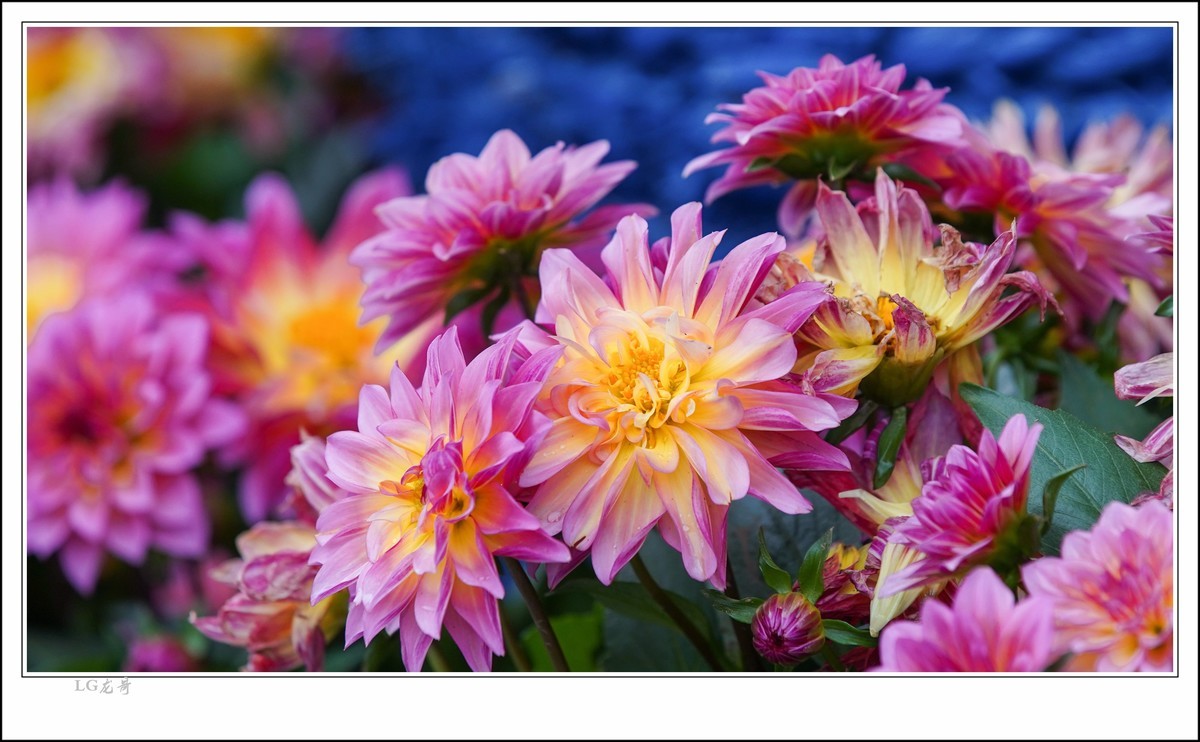 大吉大利 百年好合 春节快乐