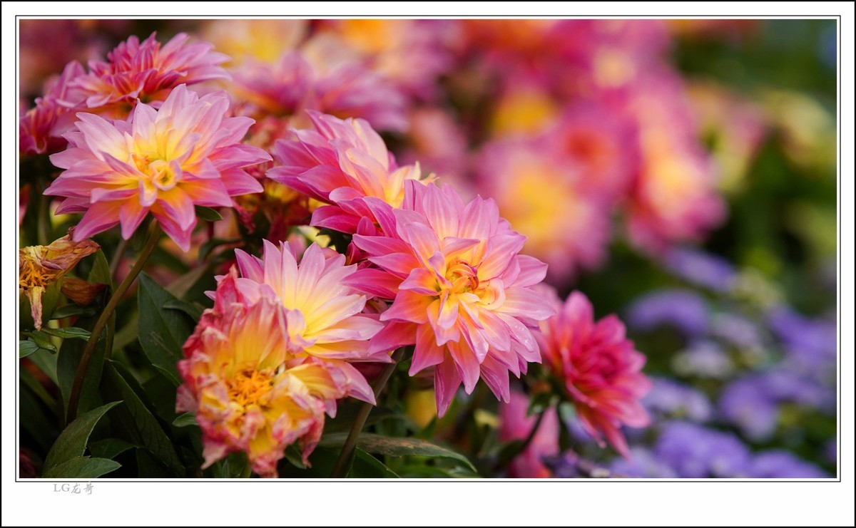 大吉大利 百年好合 春节快乐