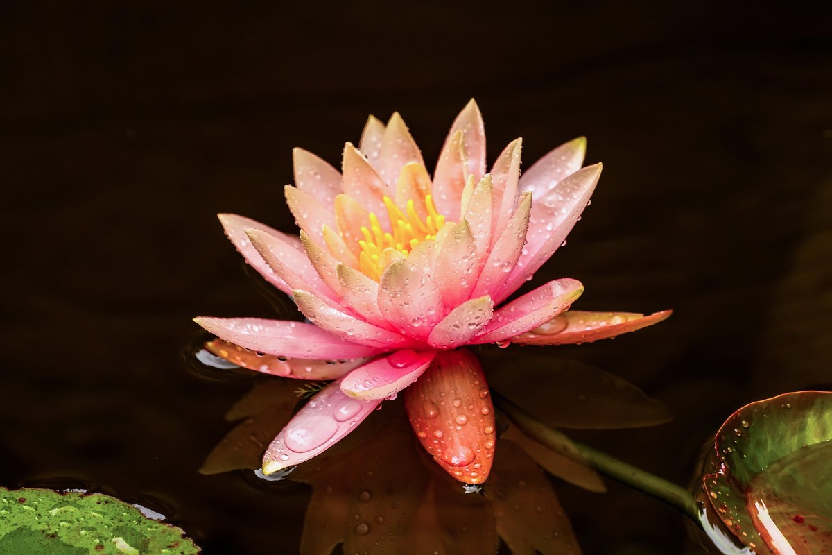 雨后睡莲花