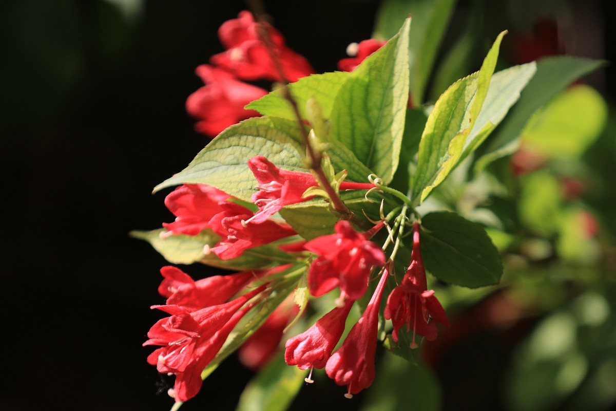 拍拍花这个感觉不错