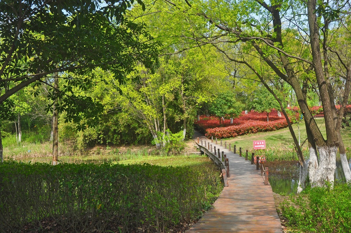 赏春漫步大阳垾湿地公园