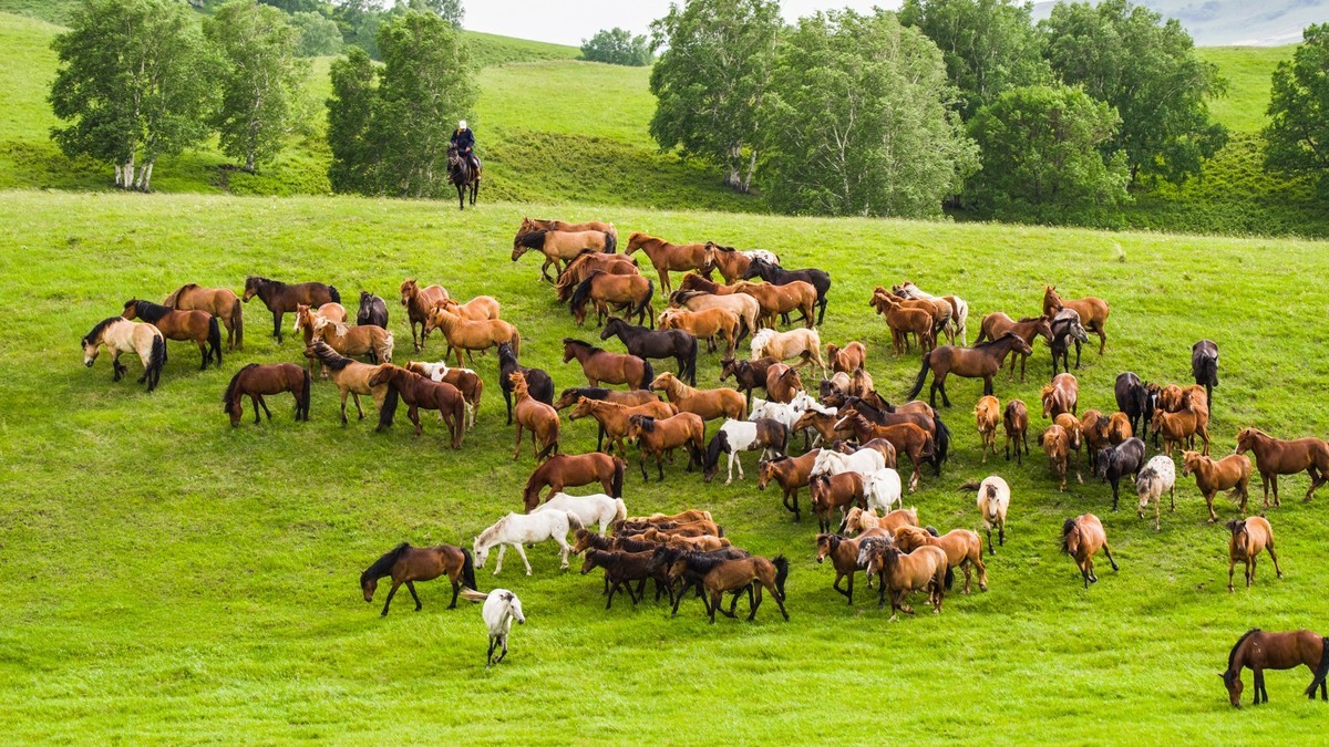 21.6 草原的夏天 （四）------骑手套马