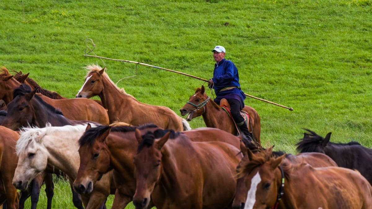 21.6 草原的夏天 （四）------骑手套马