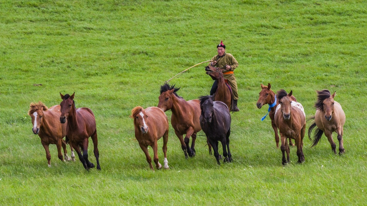 21.6 草原的夏天 （四）------骑手套马