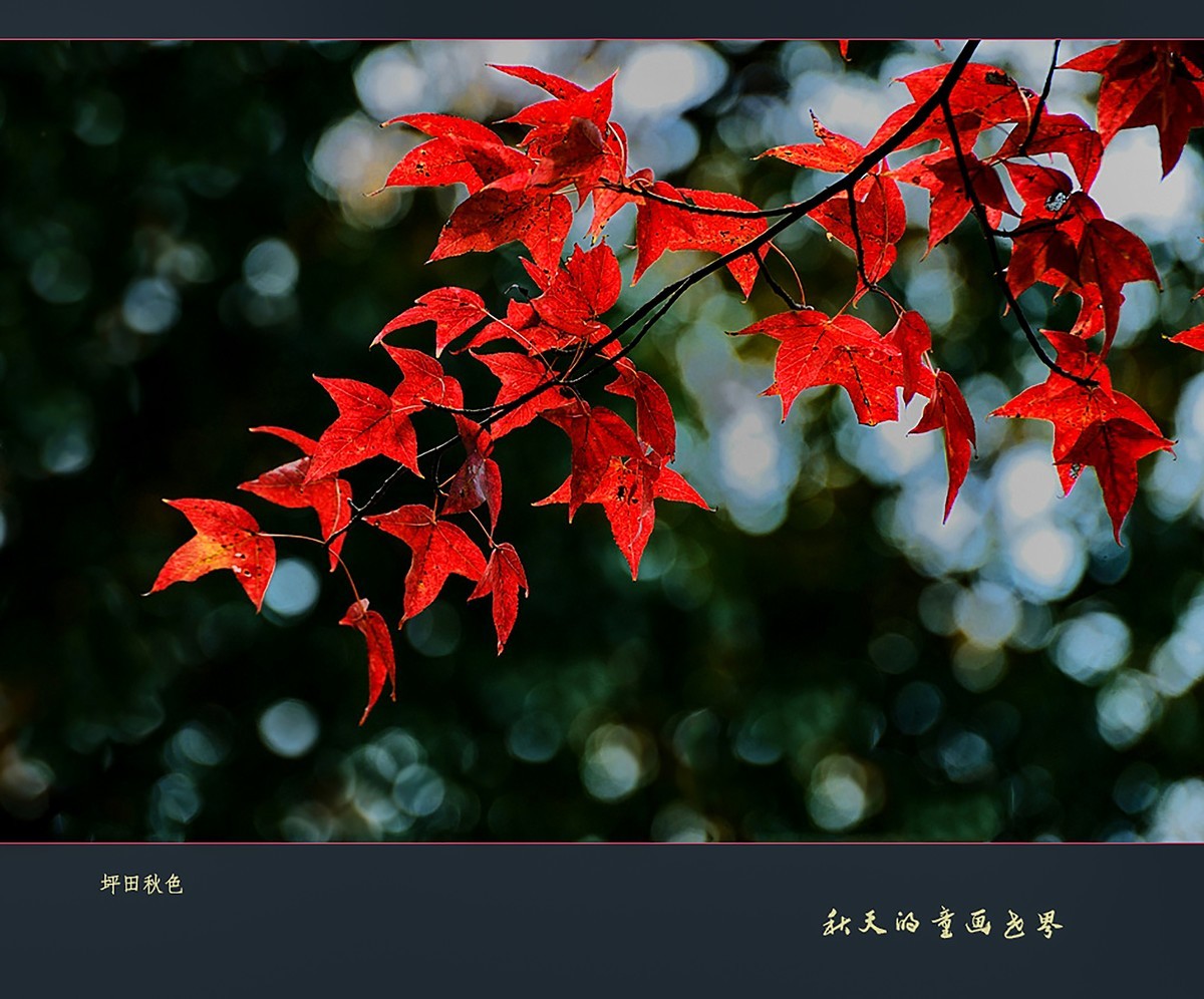 【秋天的童话世界】1