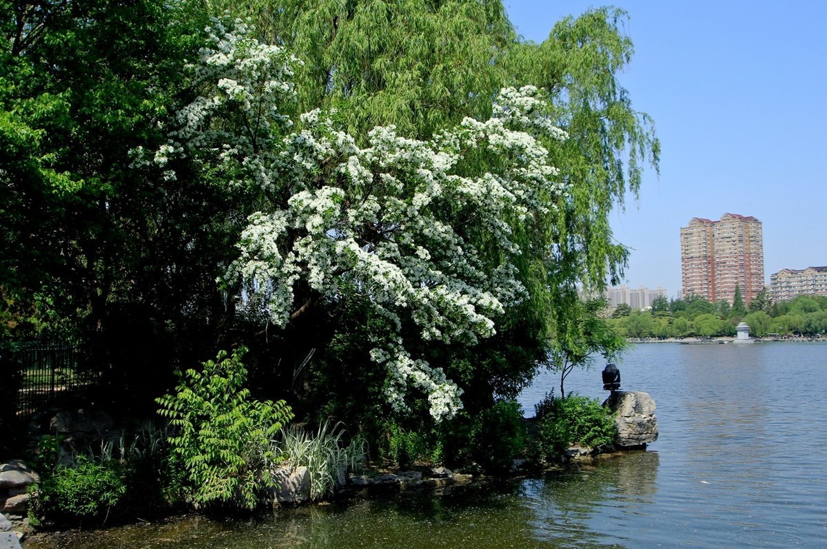 仲春——明湖风光 （二）