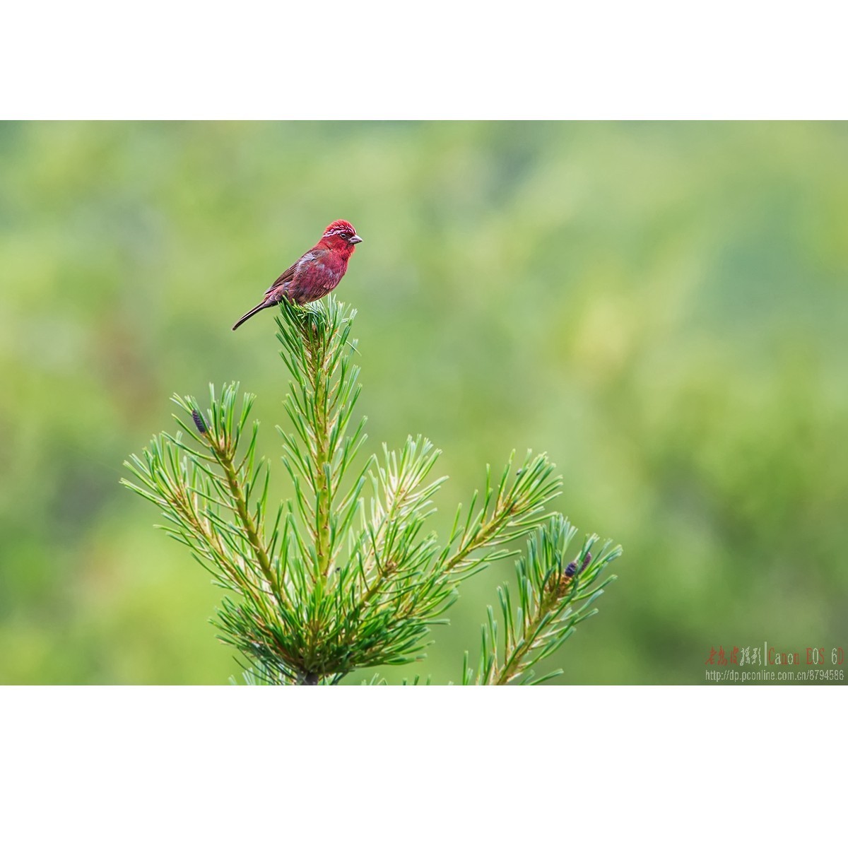 橙翅噪鹛 酒红朱雀