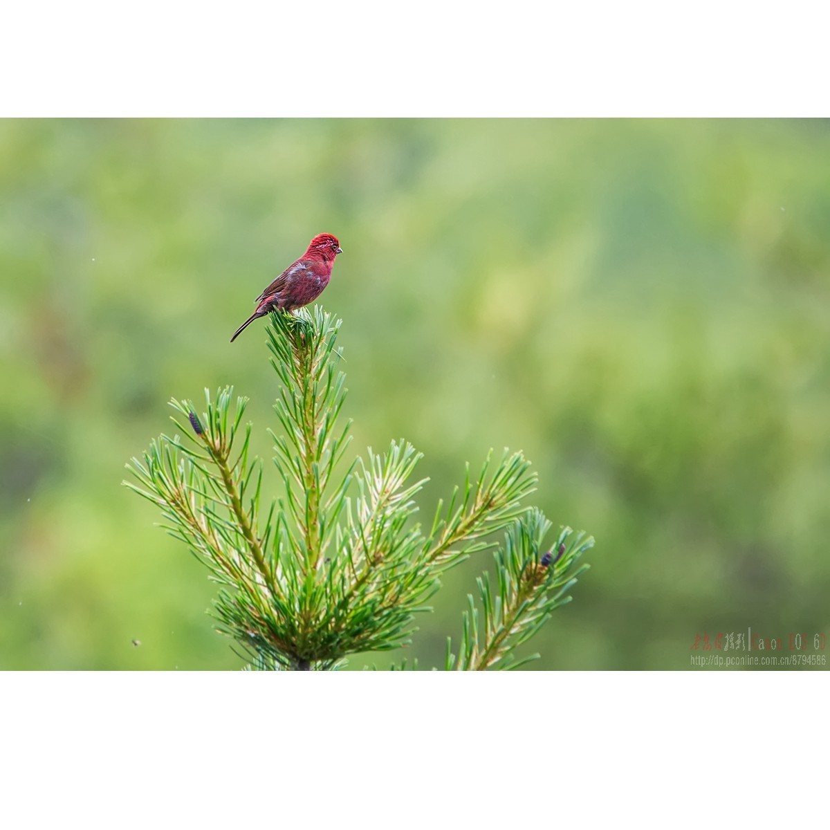 橙翅噪鹛 酒红朱雀