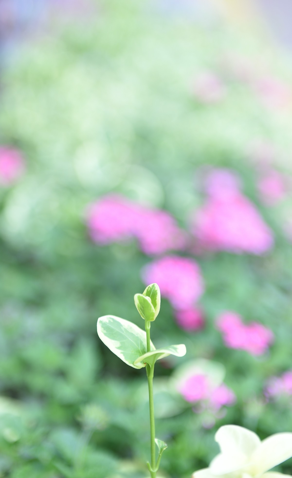 夏日城市的足印（壹）