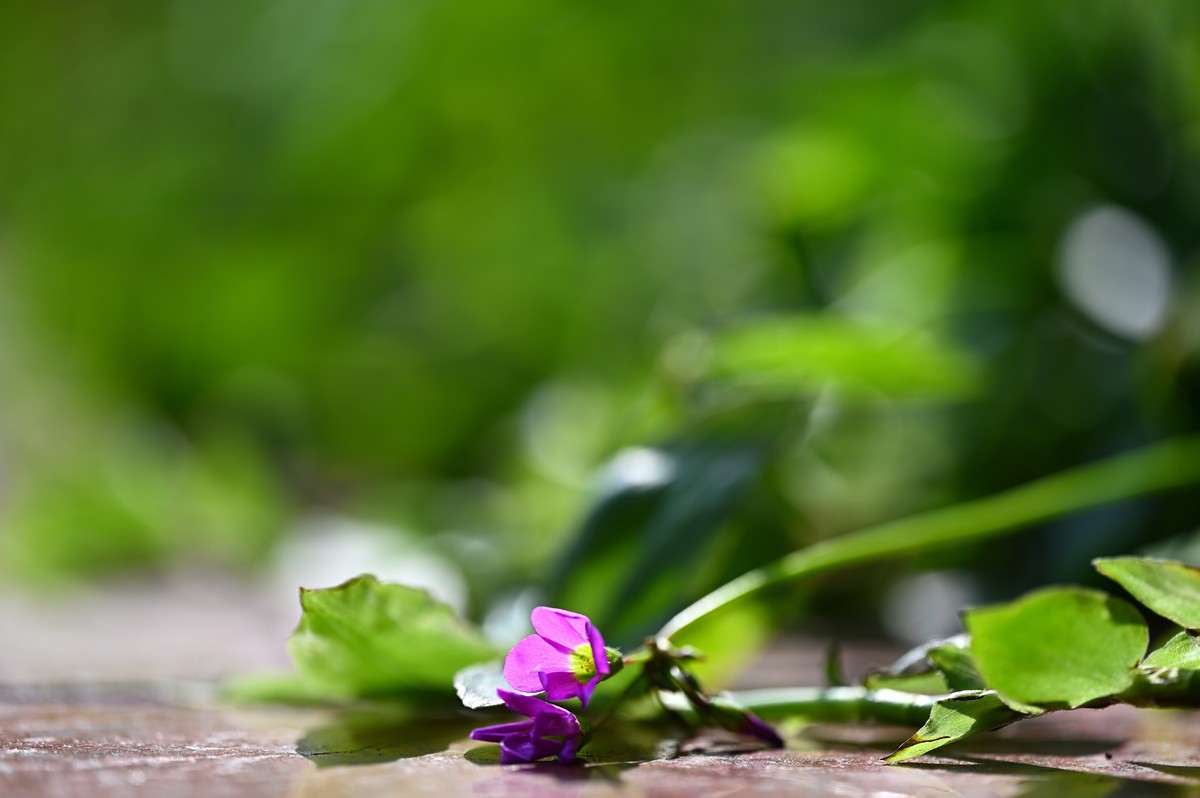 夏日城市的足印（壹）