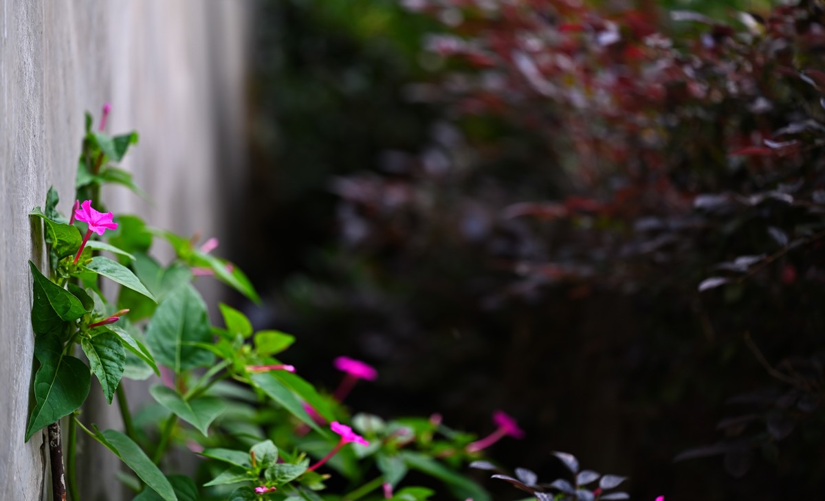 夏日城市的足印（壹）