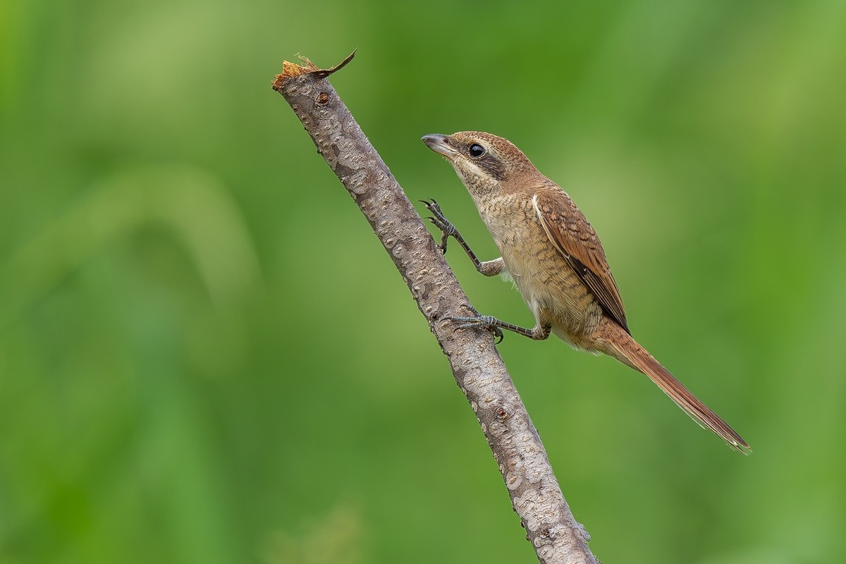 2024秋迁徙季-红尾伯劳