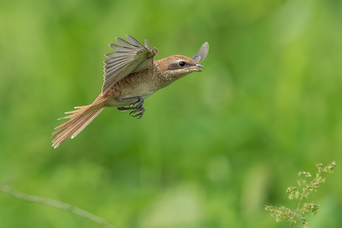 2024秋迁徙季-红尾伯劳
