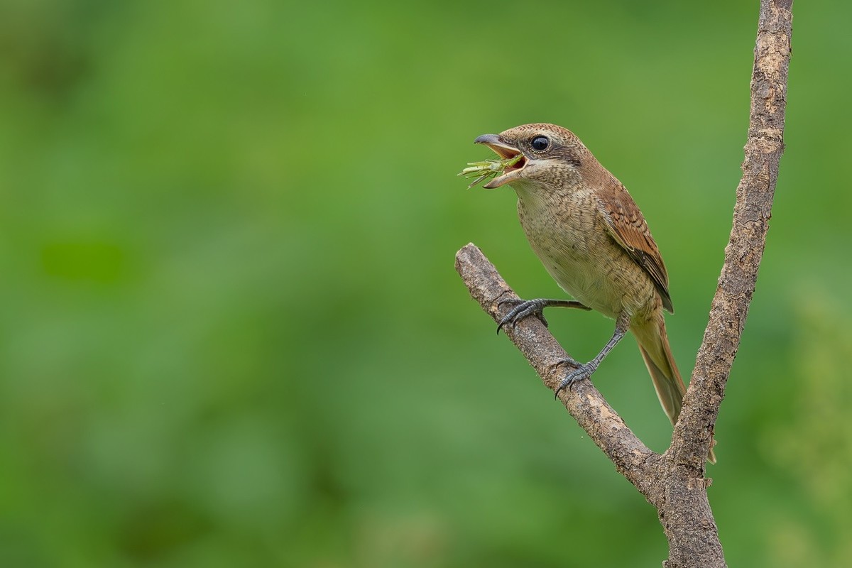 2024秋迁徙季-红尾伯劳