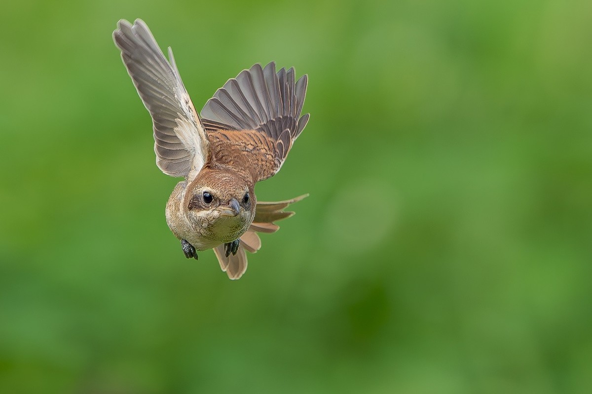 2024秋迁徙季-红尾伯劳