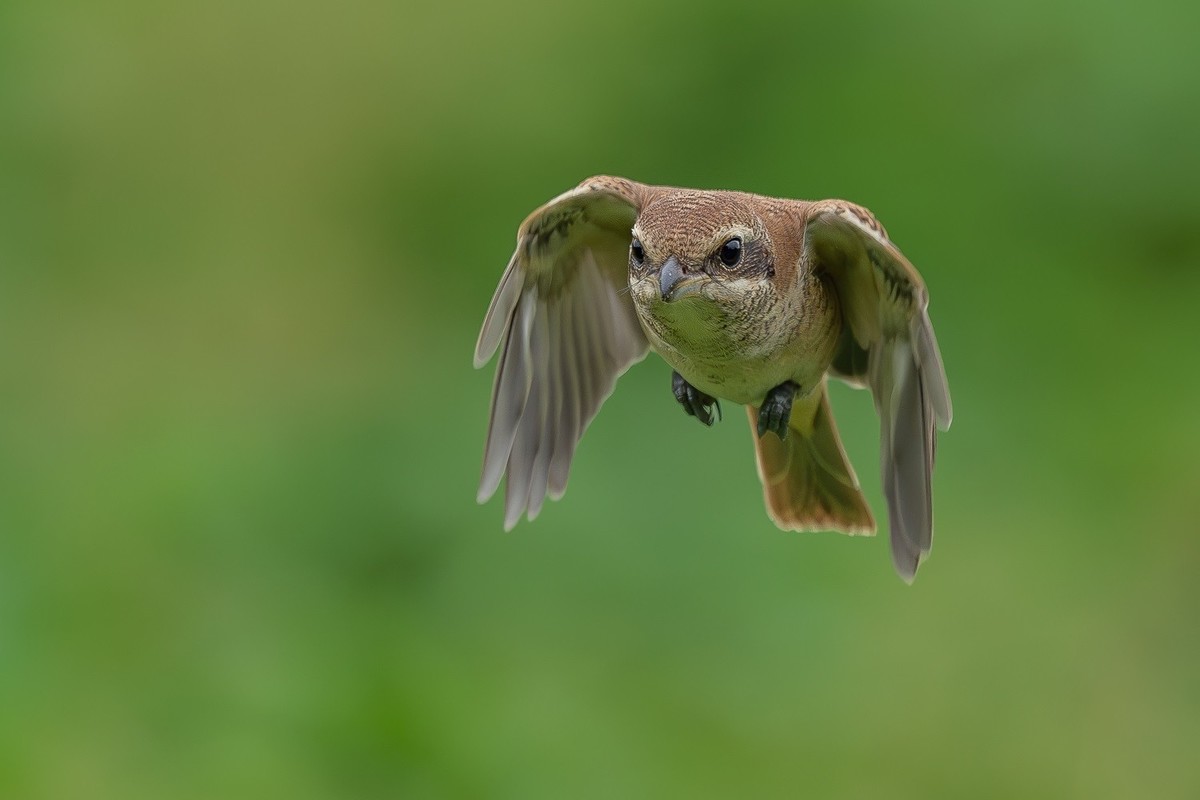 2024秋迁徙季-红尾伯劳