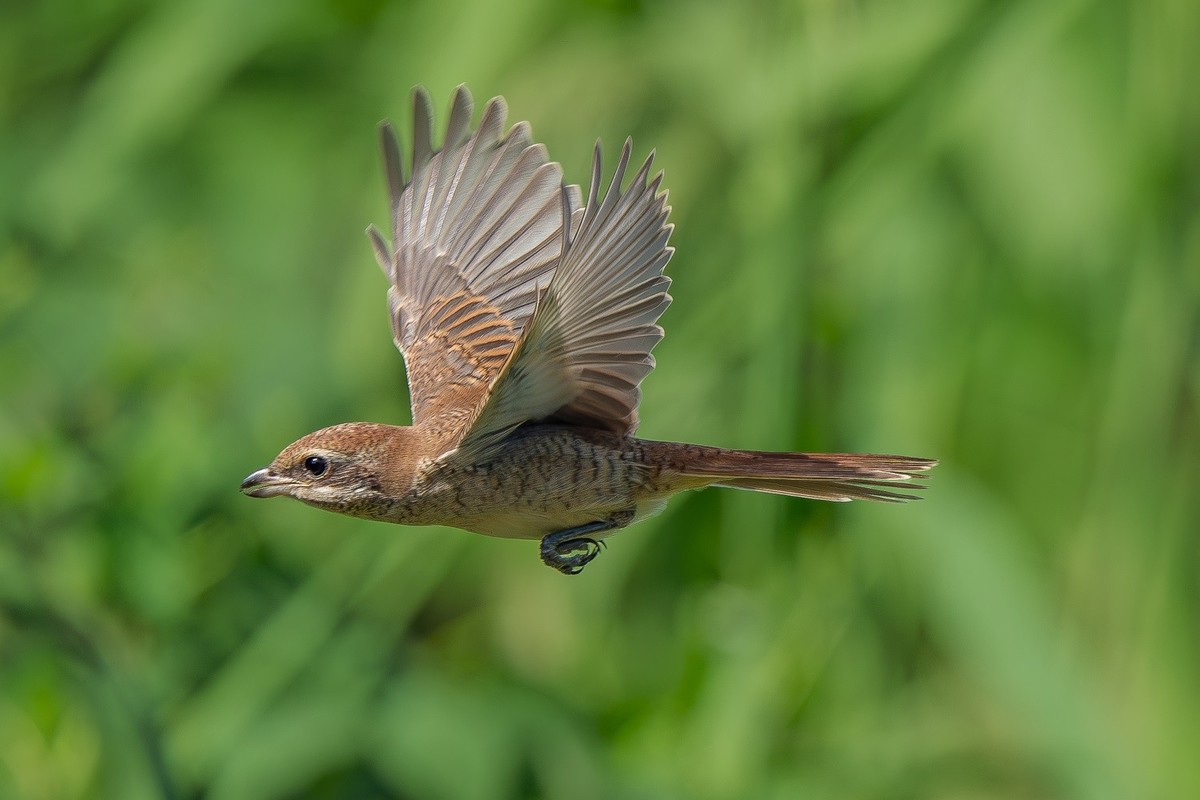 2024秋迁徙季-红尾伯劳